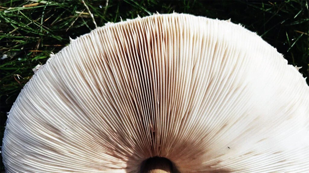 close-up of mushroom cup